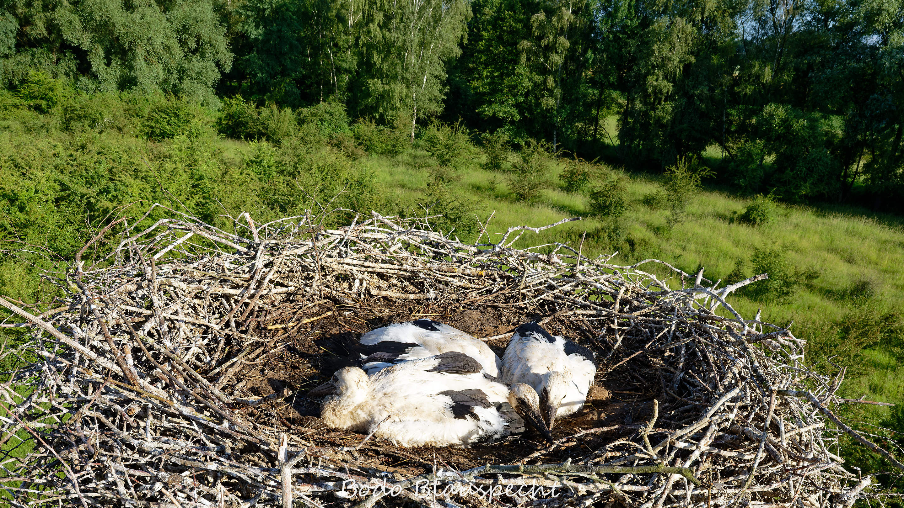 Jungstörche beringen Steveraue Olfen 2026.06.10 08.01 24 WEB